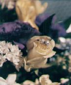 The Engagement Ring